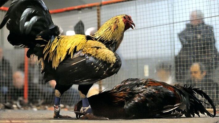 Sơ lược về Đá gà trực tiếp tại Hi88