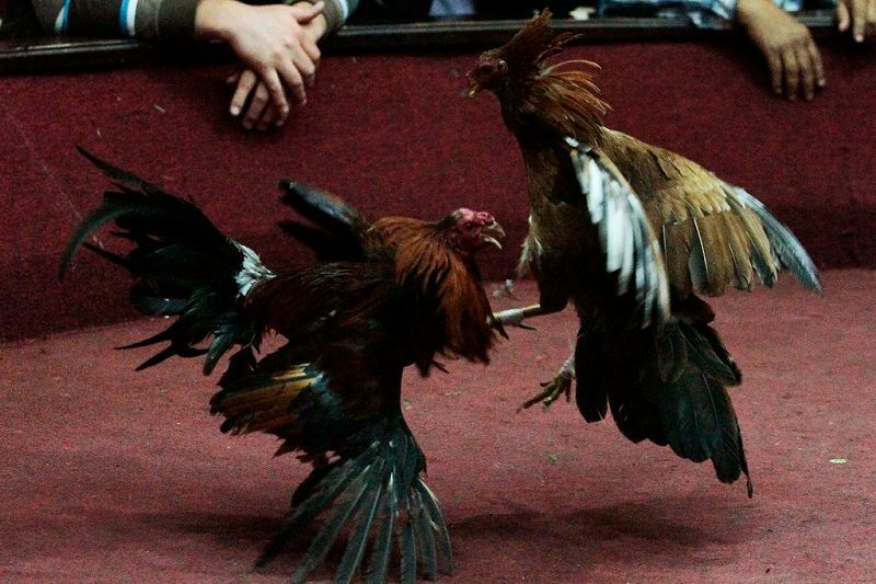 Sự đa dạng các thể loại đá gà hiện nay