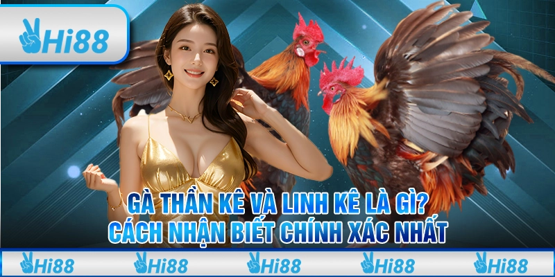 Gà Thần Kê Và Linh Kê Là Gì? Cách Nhận Biết Chính Xác Nhất