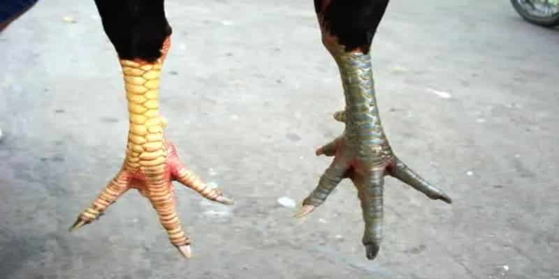 Cách coi vảy gà đá cựa siêu chuẩn để tìm kiếm những chiến kê tốt nhất