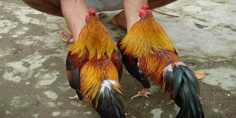 Cùng Hi88 giải đáp cho câu hỏi gà thần kê và linh kê là gì? 