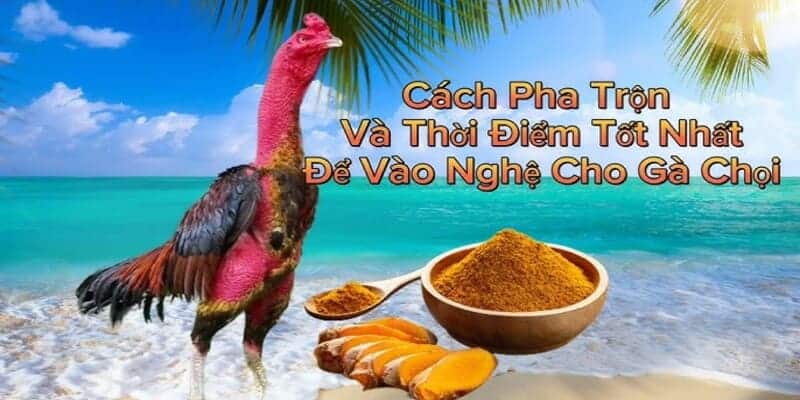 Hướng dẫn cách vào nghệ cho gà chọi đảm bảo an toàn cho sức khỏe của gà