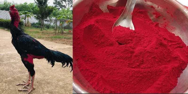 Hướng dẫn cách vào nghệ cho gà chọi hiệu quả