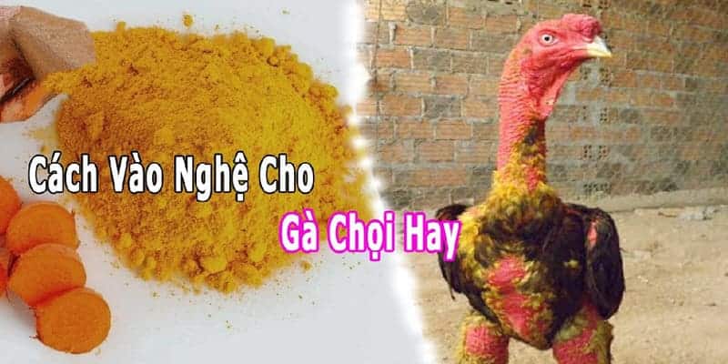 Hướng dẫn cách vào nghệ cho gà chọi chi tiết, chuẩn xác