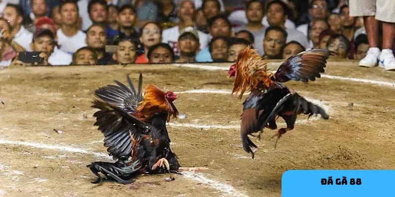 Lợi ích của đá gà 88 mang lại trải nghiệm thú vị và an toàn.