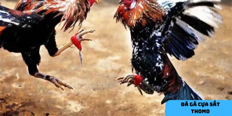  Nghiên cứu chiến kê và quản lý vốn là chìa khóa để thắng lớn khi cược đá gà Thomo.