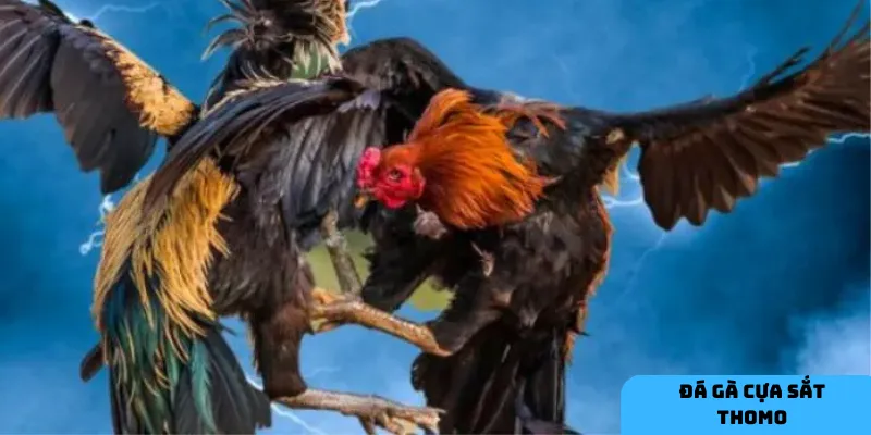  Đá gà Thomo kết hợp sự kịch tính và cơ hội thắng cược hấp dẫn.
