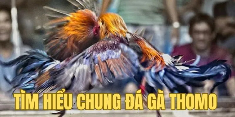 Đá gà Thomo trở thành biểu tượng của loại hình này