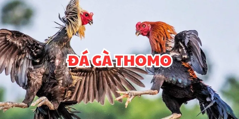 Cách chơi đá gà tại Thomo chuẩn xác từ A-Z