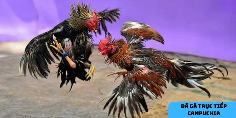 Sức mạnh của các giống gà chiến.