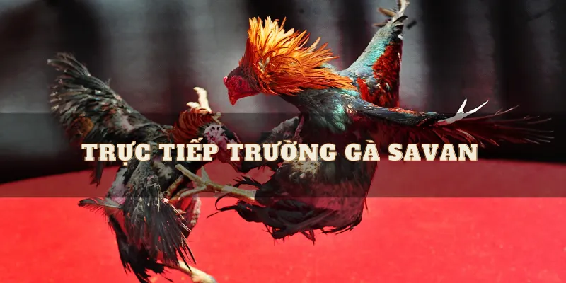 Luật của trường gà Savan rất nghiêm ngặt