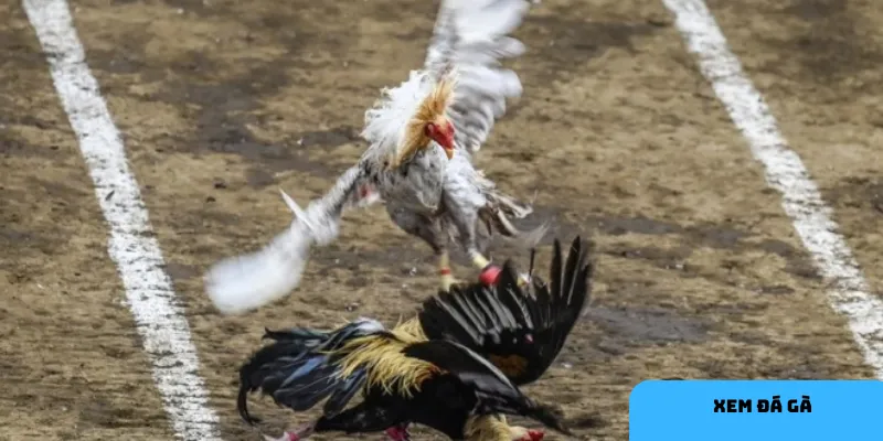 Phân tích phong độ để chọn cược