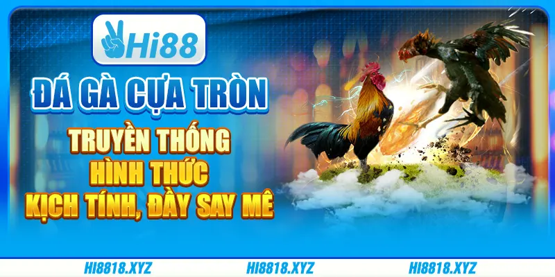 Đá gà cựa tròn truyền thống – Hình thức kịch tính đầy say mê 