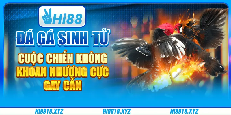 Đá gà sinh tử - Cuộc chiến không khoan nhượng cực gay cấn