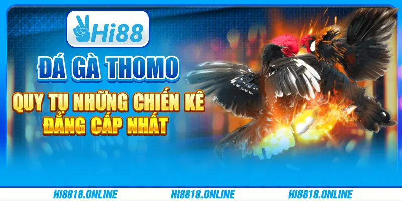 Đá gà Thomo - Quy tụ những chiến kê đẳng cấp nhất