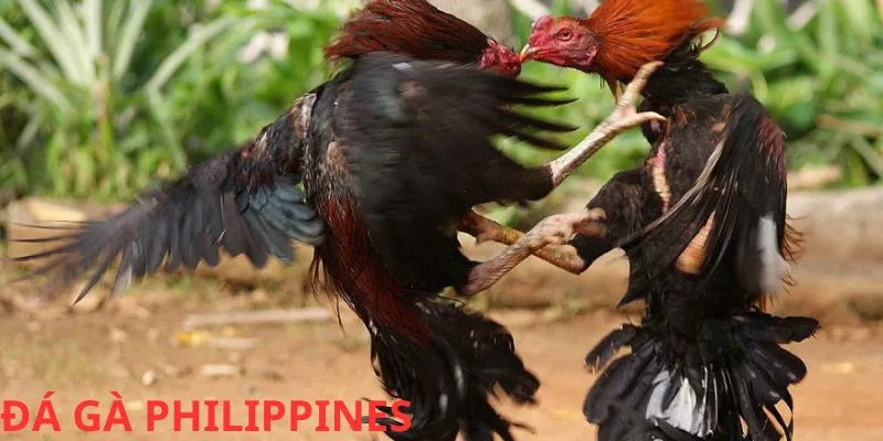 Ưu điểm của loại hình chọi gà Philippines tại Hi88