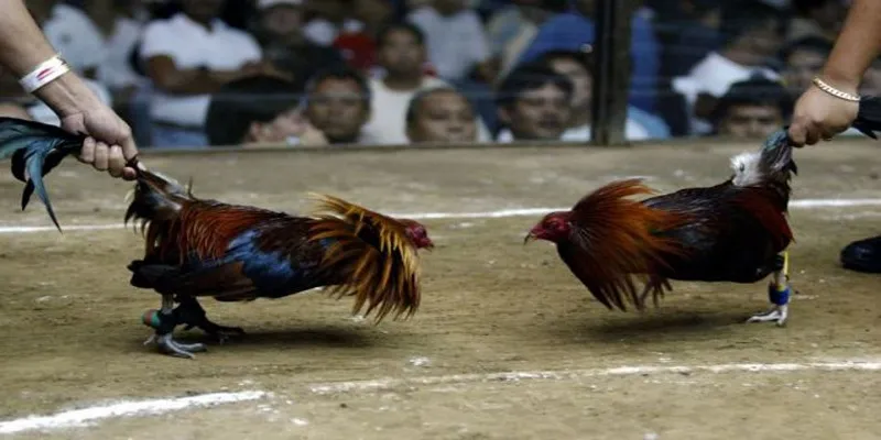 Đá gà Nam Mỹ live tại Hi88 là loại hình giải trí đẳng cấp