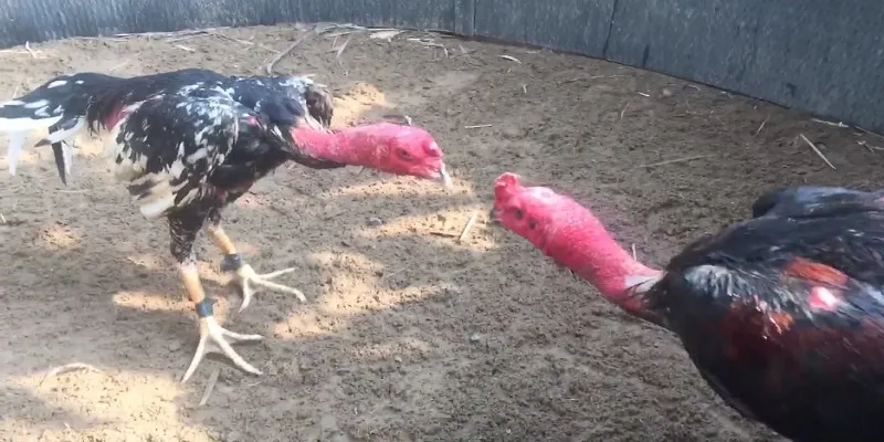 Tìn hiểu tổng quan về loại hình đá gà nòi