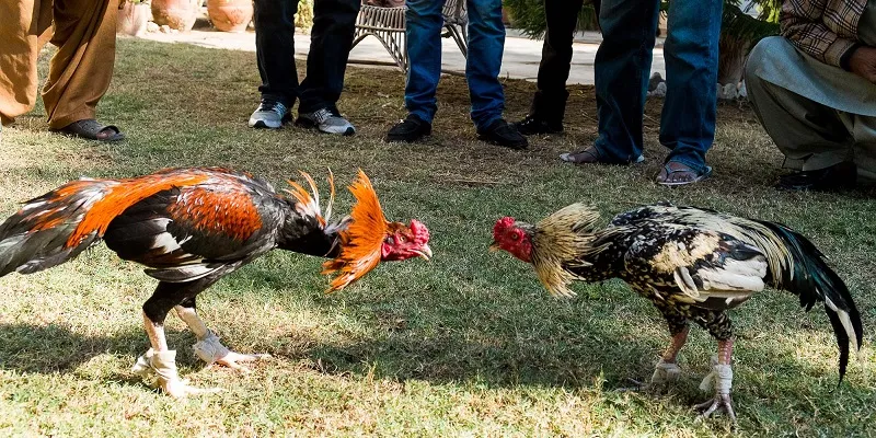 Giải đấu quy tụ những chiến kê dũng mãnh nhất giới chọi gà