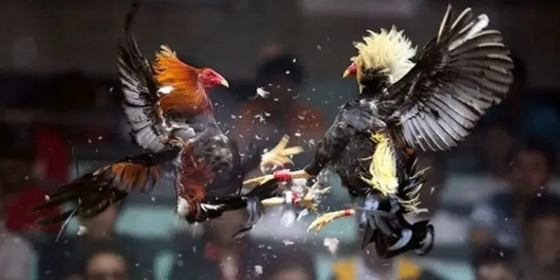 Hạng cân của chiến kê là yếu tố quan trọng không thể thiếu trong đá gà siêu hạng