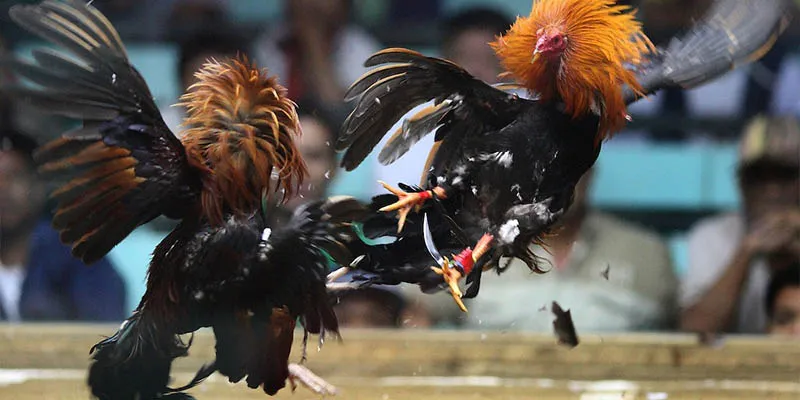 3 loại hình giao tranh quen thuộc tại đấu trường gà huyền thoại