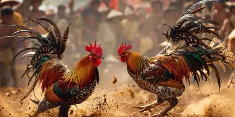 Ưu thế để cược đá gà cựa sắt online