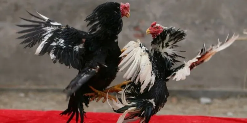 Các trận đấu của gà Lai đều kịch tích và nhiều yếu tố bất ngờ