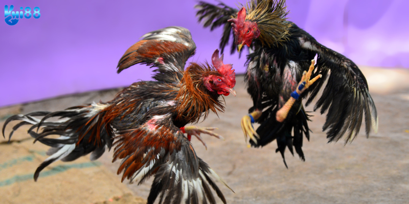 Lựa chọn thời gian và cược hợp lý