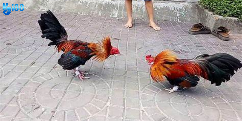 Tham gia đá gà thomo trực tiếp cùng nhà cái