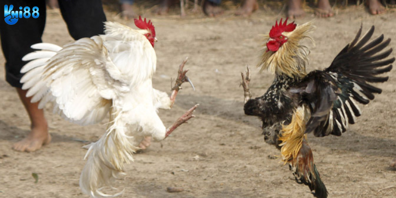 Đăng ký tài khoản và cược dễ dàng