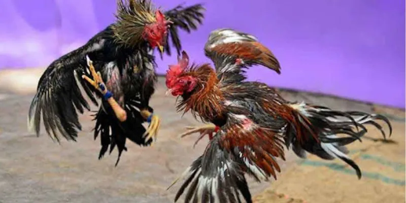 Thủ thuật thắng cược trường gà thomo tại Hi88