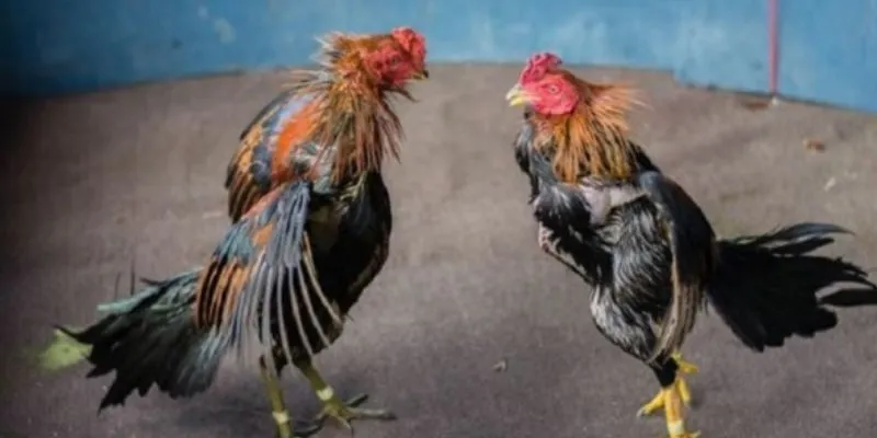 Khám phá các loại gà nổi bật tại trường gà thomo Hi88