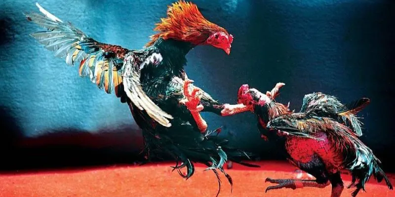 Các kiểu cược phổ biến trong đá gà