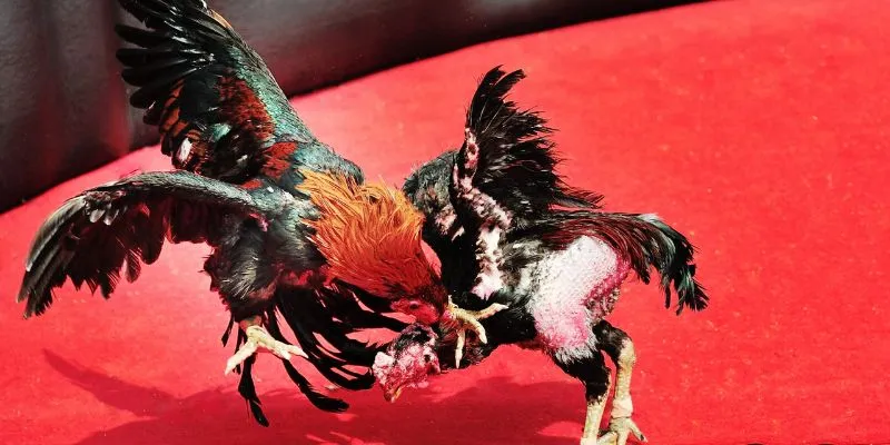 Các bước về cách đọc kèo đá gà